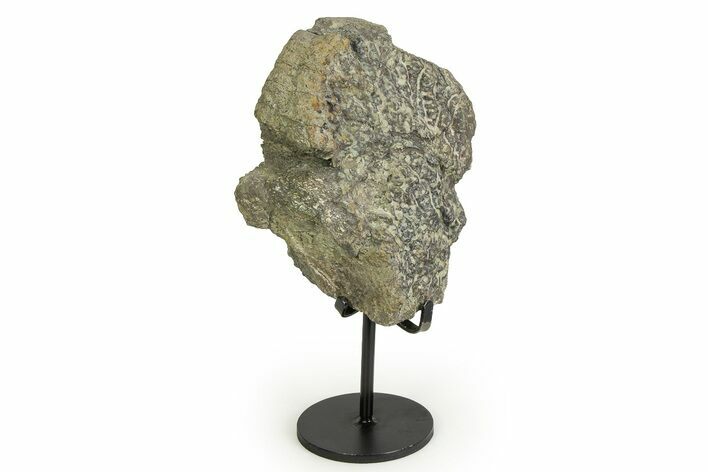 Fossil Sauropod Vertebra Section with Metal Stand - Colorado #354325